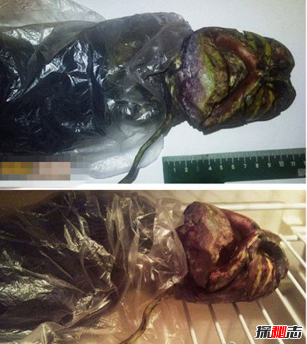 俄羅斯女孩用冰箱保存2年處星人尸體(長(cháng)60厘米)