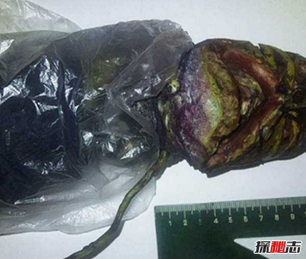 俄羅斯女孩用冰箱保存2年處星人尸體(長(cháng)60厘米)